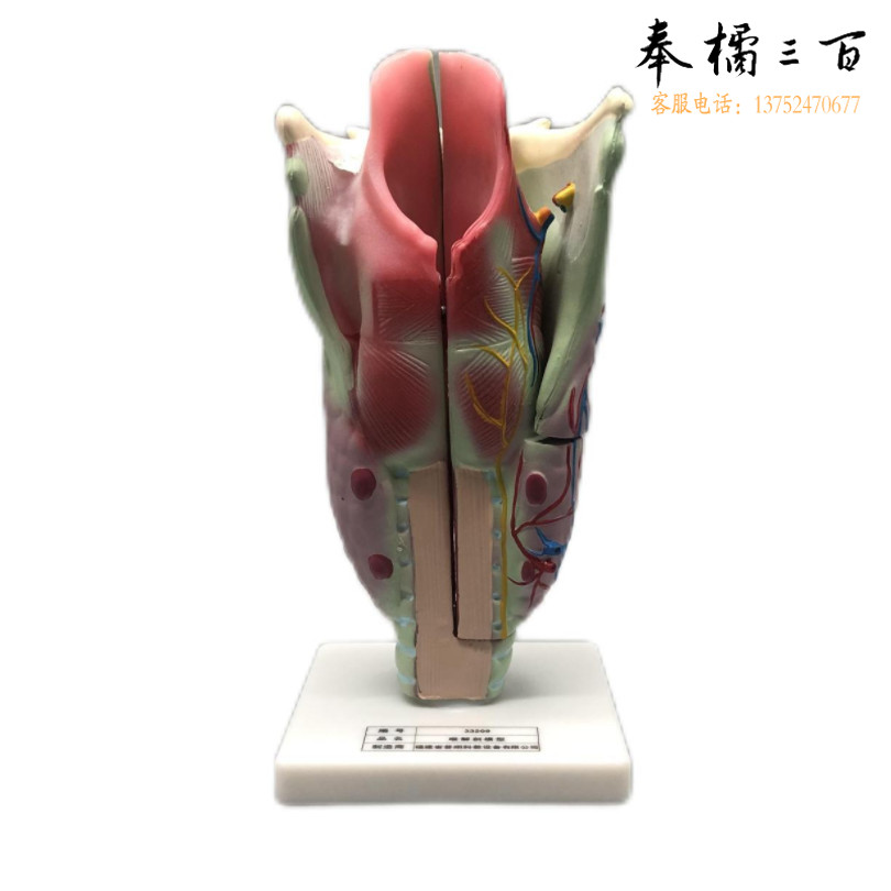 科源 KY-S012  喉解剖模型  教学仪器