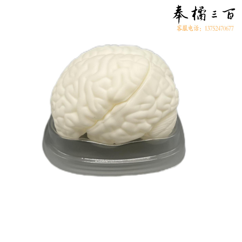 科源 KY-S019 脑解剖模型  教学仪器
