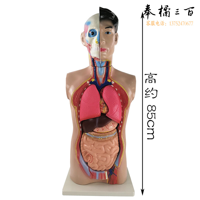 天爱/CELESTIAL LOVE 成人人体半身模型 头颈躯干模型 心肺肝肾胃肠 生物医学教具 教学仪器 12个组件 85cm