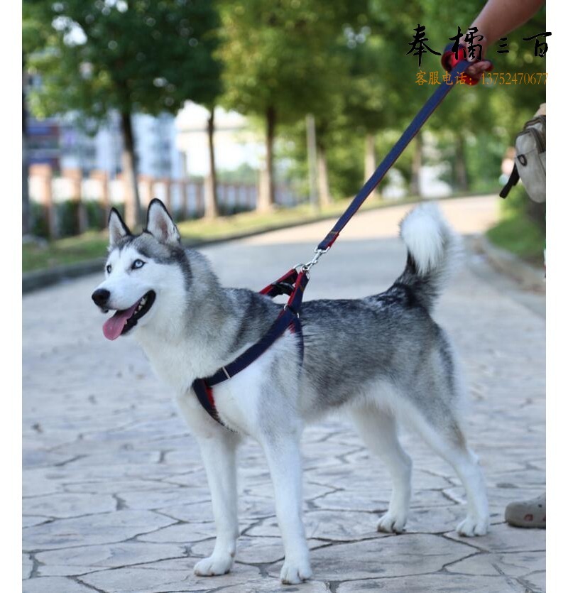 得力 皖尧 狗牵引绳中大小型犬遛狗链子加长宠物狗绳 其它身体防护用品 涤纶绳 绳子