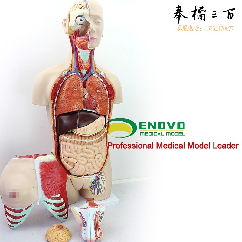 颐诺ENOVO 85CM人体器官系统医学解剖标本医学解剖系统躯干内脏人体内脏器五脏六腑器官中医养生馆
