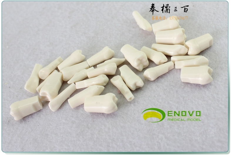 ENOVO颐诺口腔齿科牙医备牙仿真牙齿牙体制备窝洞备牙粒离体牙粒备牙练习
