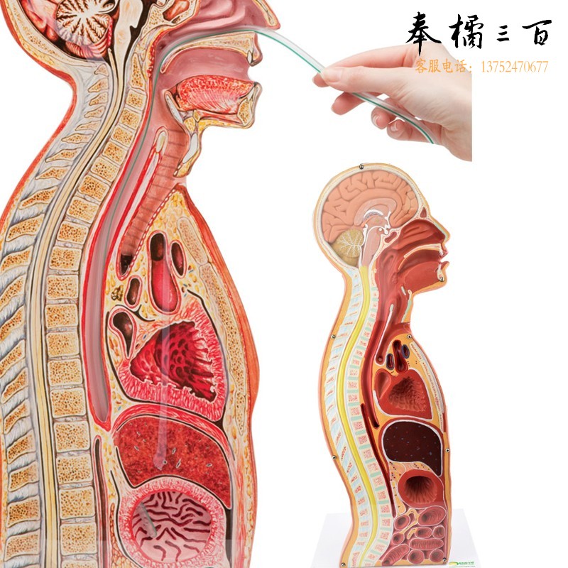 ENOVO颐诺鼻胃插管模型中矢状切面断层解剖人体气管胃管食管口鼻胃插管模型 气管造口人工气道管理气管