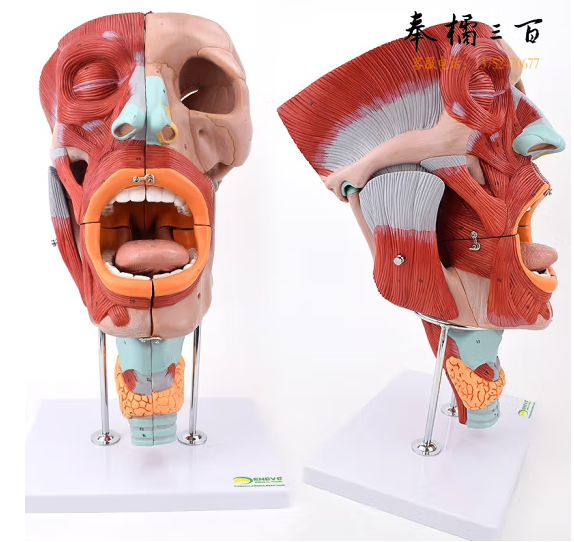 ENOVO颐诺 鼻口咽喉腔模型口擦拭检喉腔肌肉神经血管耳鼻喉专科解部模型声道主要结构声乐教学音乐教育
