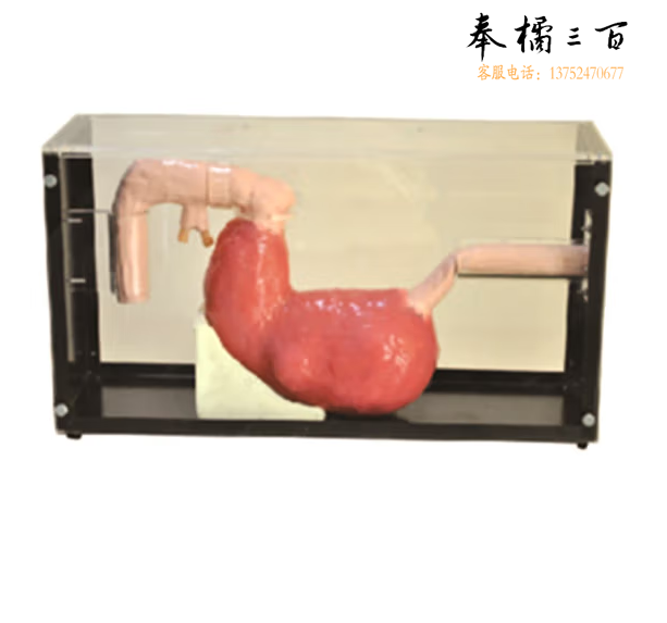 ENOVO颐诺 胃镜与ERCP训练模型