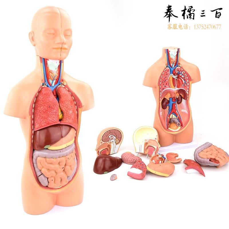 ENOVO颐诺中型人体内脏器官解剖模型医学人体解剖学系统结构模型
