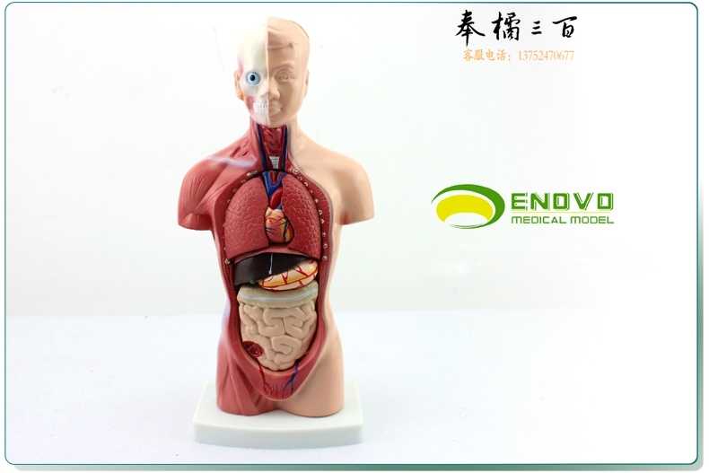 ENOVO颐诺 中小学教育26CM躯干模型 人体解剖器官结构模型 人体解剖系统模型