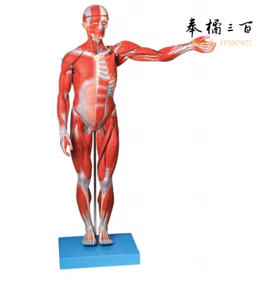 ENOVO颐诺 170CM 人体全身肌肉附内脏解剖模型 仿真人体肌肉解剖标本内脏器官脏器结构