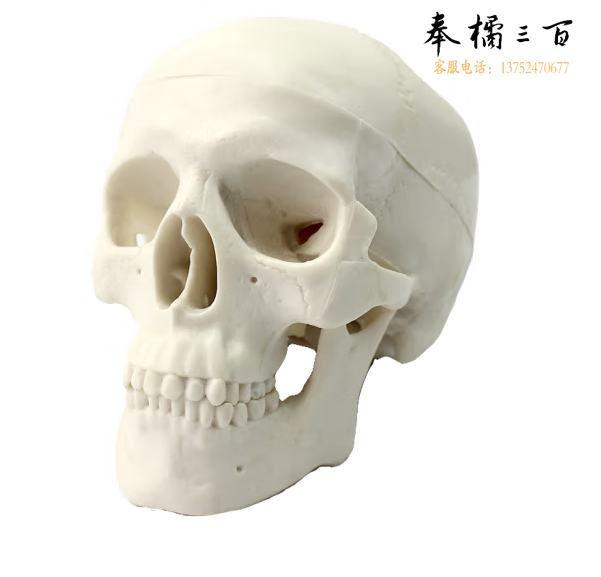 ENOVO颐诺 迷你头骨模型 艺用头骨头颅骨骨骼模型