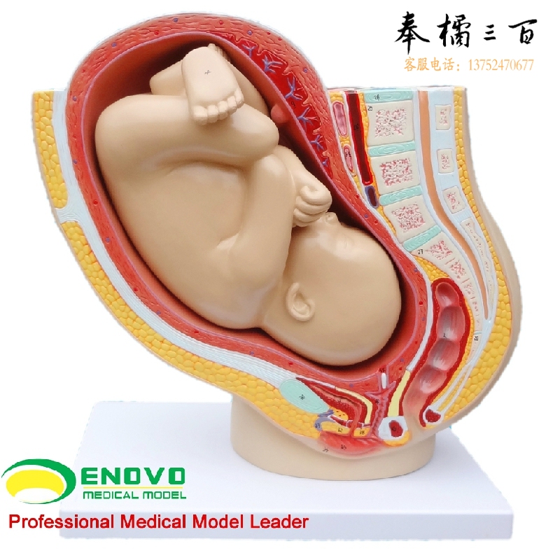 ENOVO颐诺 人体女性妊娠足月胎儿女性盆腔系统模型生殖系统子宫妇产科生殖健康教学母婴保健计划生育