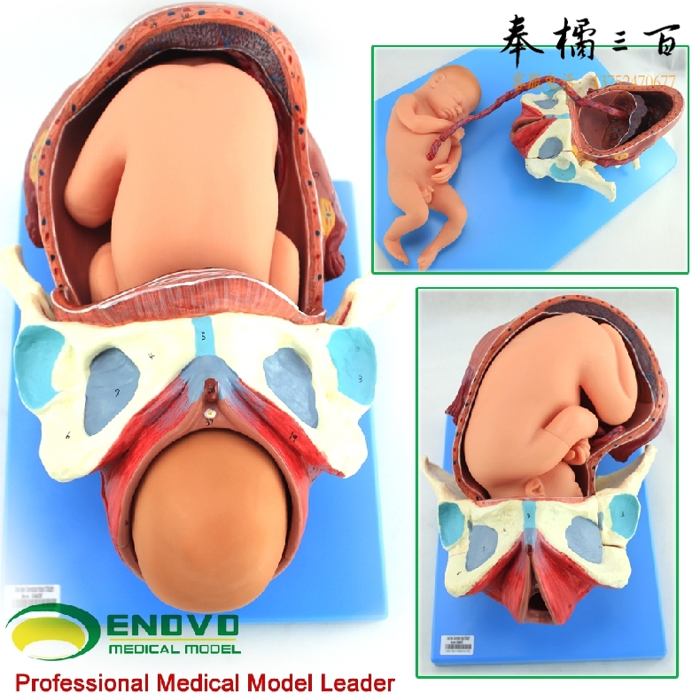 ENOVO颐诺妊娠胚胎女性足月胎儿分娩模型分娩过程产程出生胎位妇产科护理模型全科医生妇科产科分娩教学